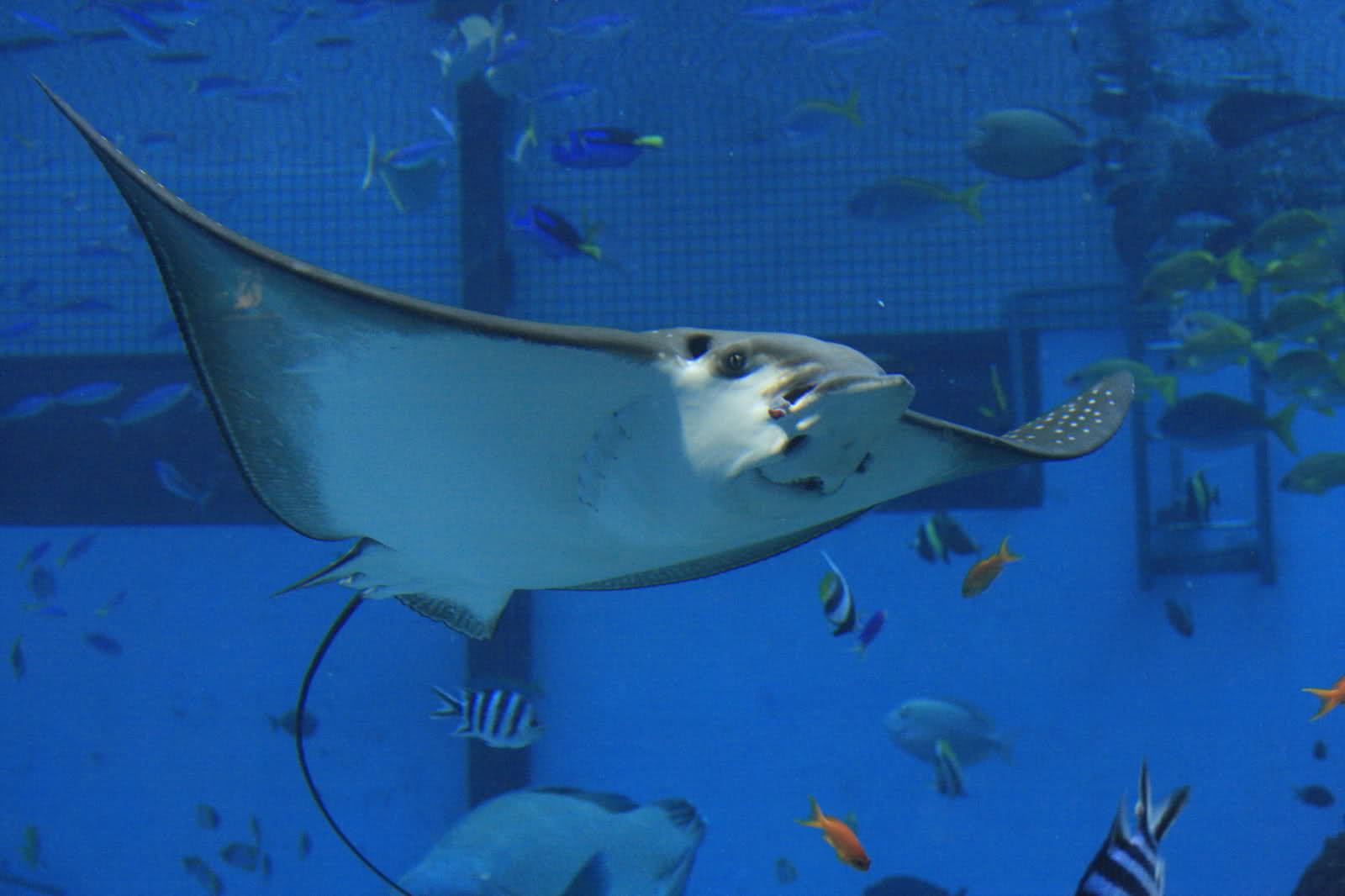 港水族馆