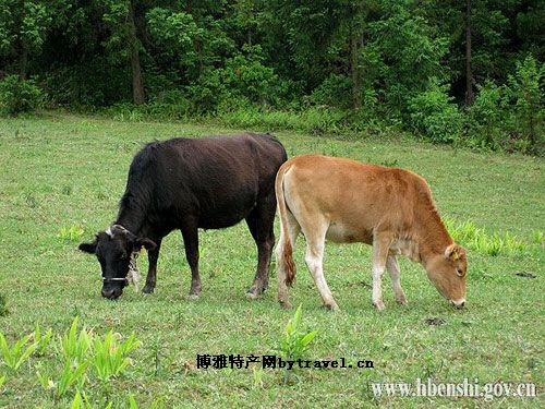 恩施黄牛肉