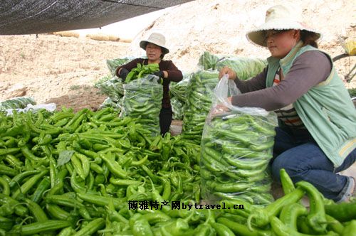 青铜峡辣椒