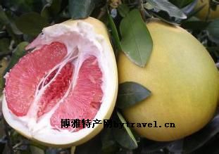 泉水红肉蜜柚