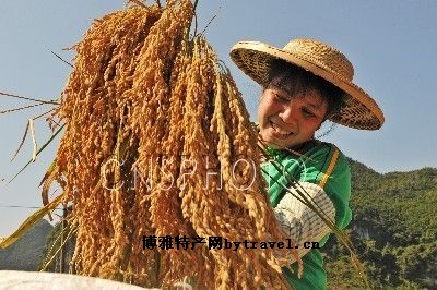 靖西大香糯