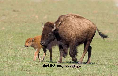 野黄牛