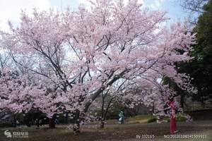 春节出发到日本北海道全景4晚5日游_【日本北海道 深圳出发】